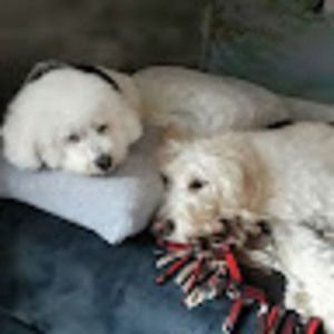 Meet your Posher, Sophia